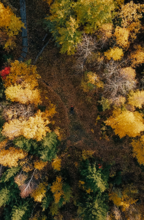 Пейзаж, изображает линейную перспективу осеннего леса с высоты