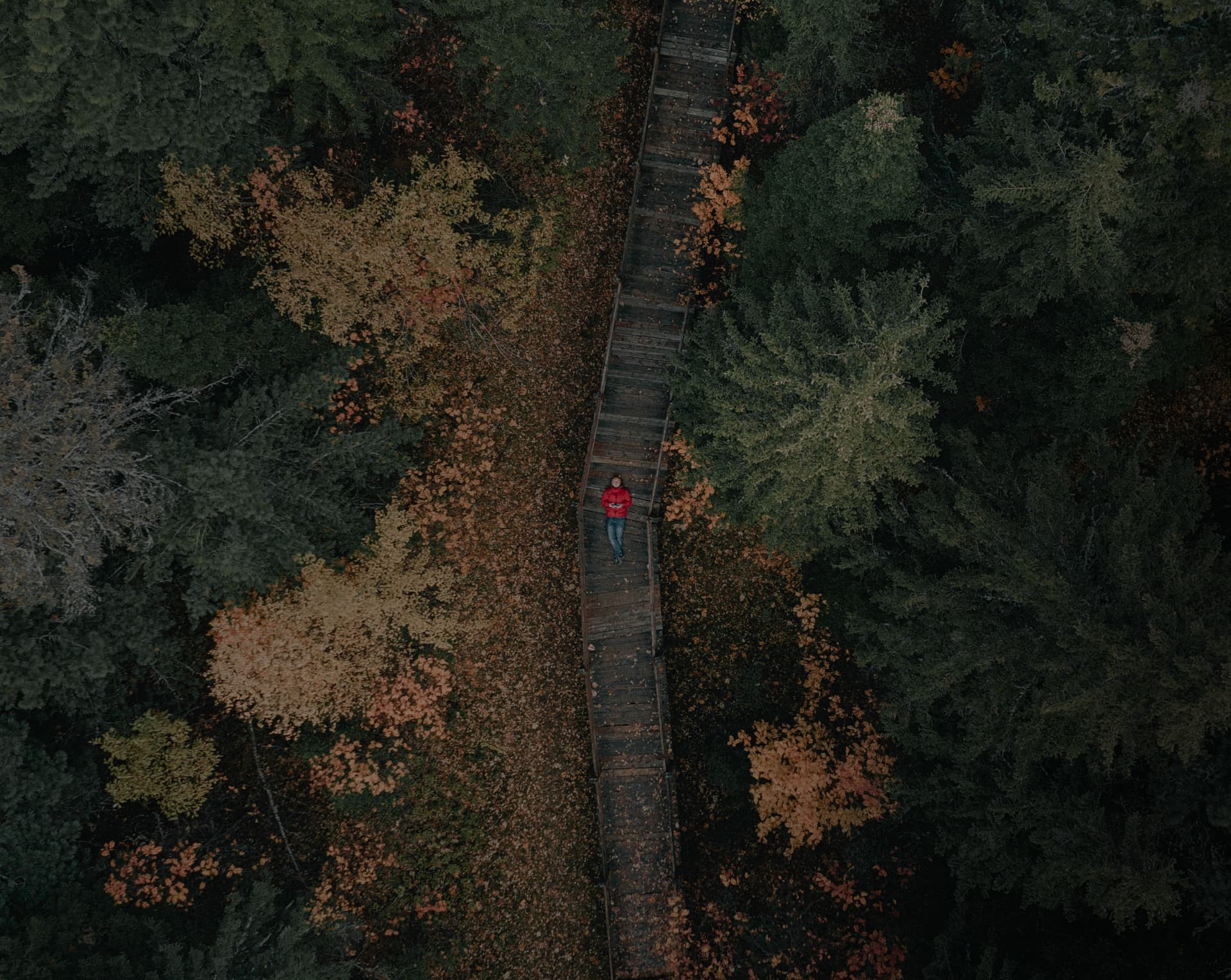 Живописные леса Югры